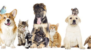 Tourism Listing Partner Vets Newcastle