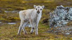 Prepare yourself for a look at a rare albino caribou calf photographed possibly for the first time Gold Coast Accountants