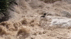Tourists cling to each other in desperate struggle as raging flood sweeps them down waterfall Gold Coast Accountants